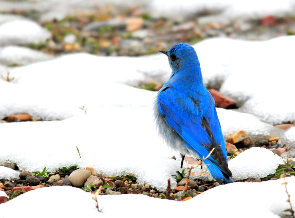Mountain Bluebird in a late spring snowstorm on Seedskadee NWR  Photo:  Tom Koerner/USFWS