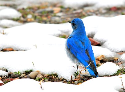 Mountain Bluebird in a late spring snowstorm on Seedskadee NWR  Photo:  Tom Koerner/USFWS