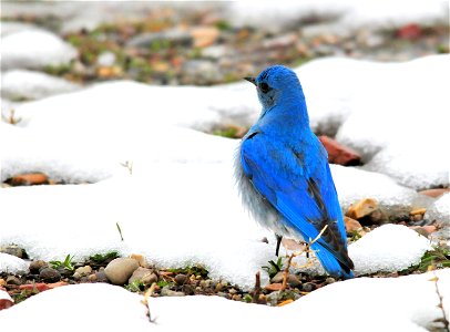 Mountain Bluebird in a late spring snowstorm on Seedskadee NWR Photo: Tom Koerner/USFWS photo