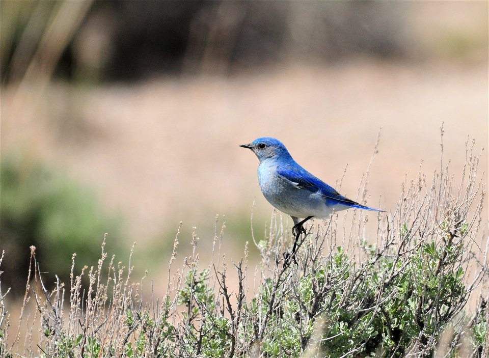 A mountain bluebird perched on a Wyoming big sagebrush.  Photo: Tom Koerner/USFWS