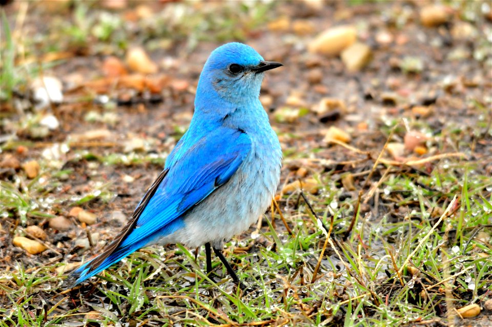 Photo: Tom Koerner/USFWS