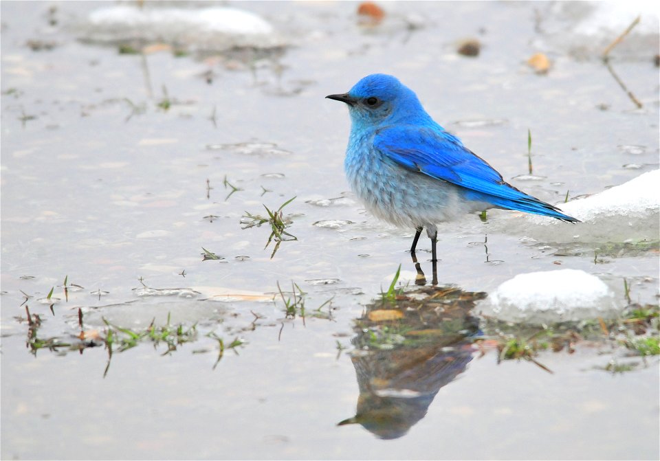 Photo: Tom Koerner/USFWS