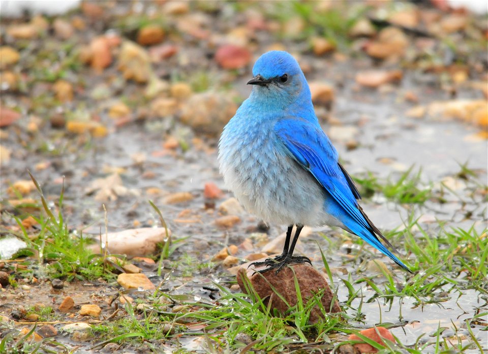 Photo: Tom Koerner/USFWS