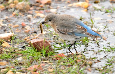 A female mountain bluebird with a big meal.  Photo: Tom Koerner/USFWS
