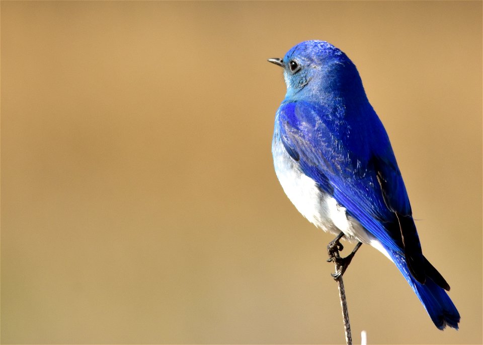 Photo: Tom Koerner/USFWS