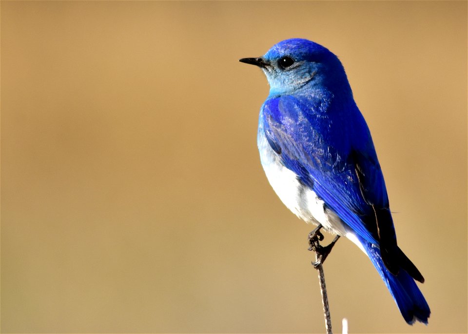 Photo: Tom Koerner/USFWS