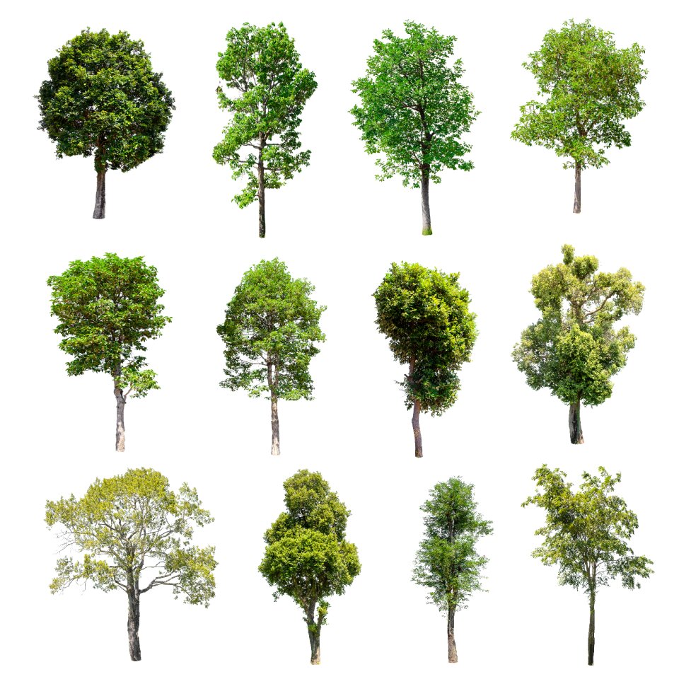 Green summer deciduous trees