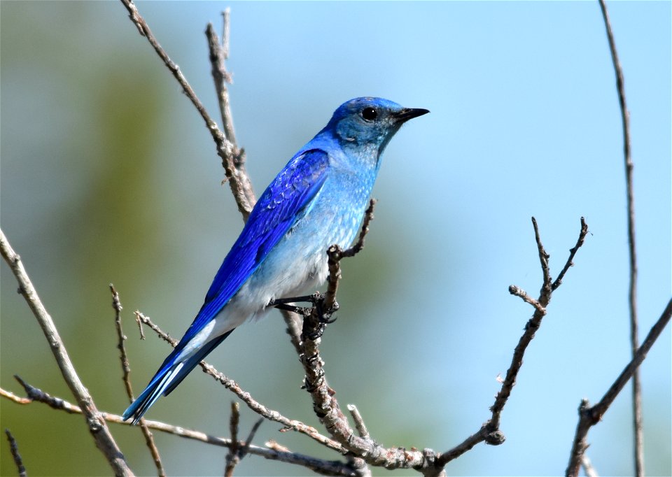 Photo: Tom Koerner/USFWS