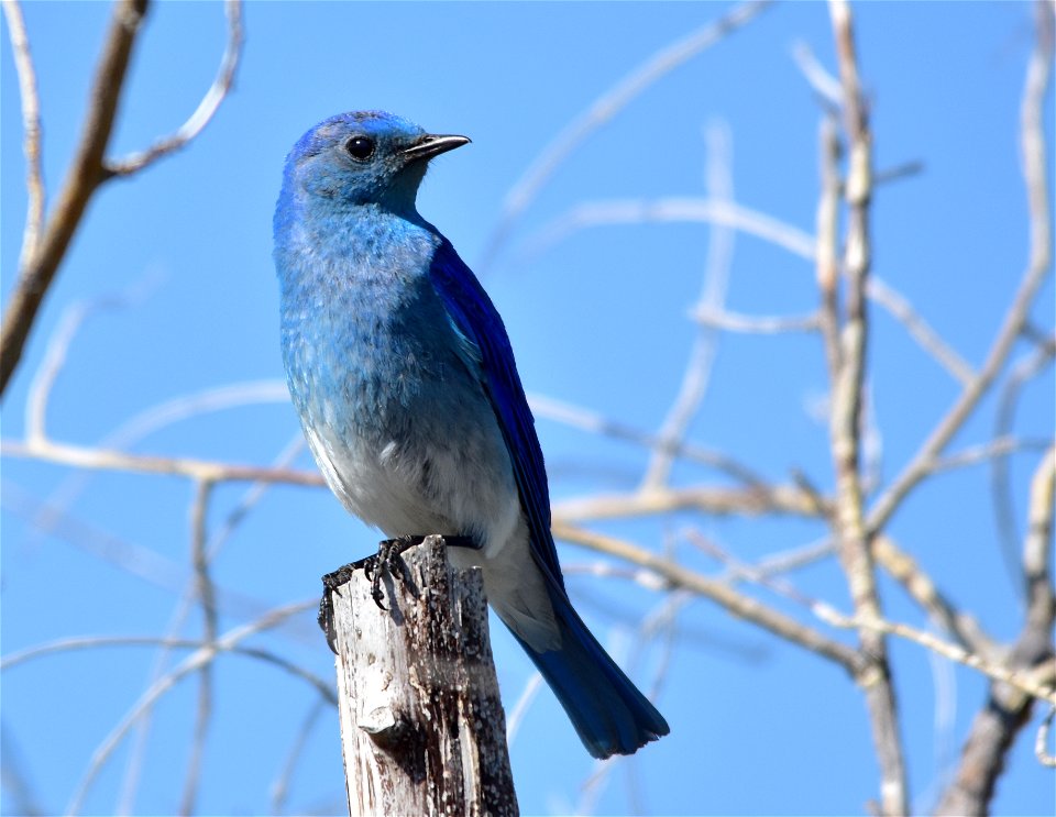 Photo: Tom Koerner/USFWS