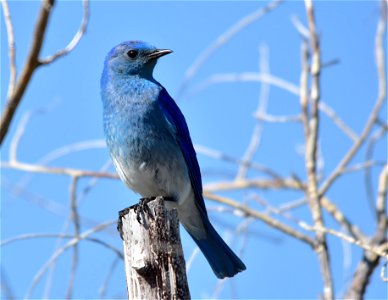 Photo: Tom Koerner/USFWS