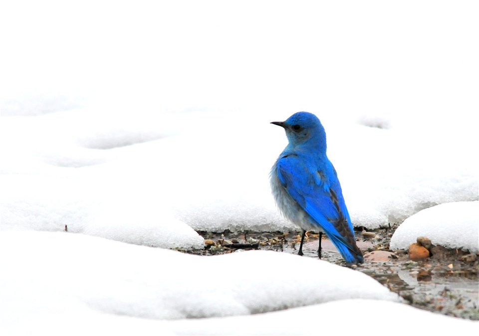 Photo: Tom Koerner/USFWS