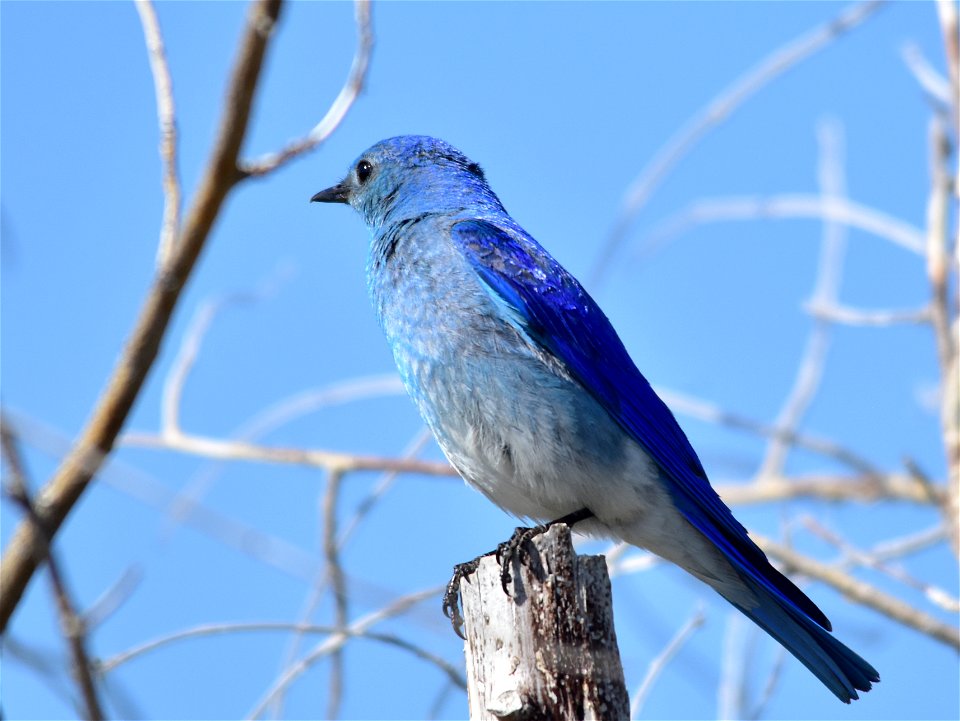 Photo: Tom Koerner/USFWS