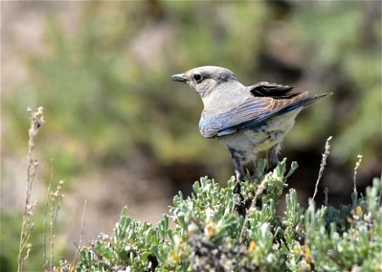 Photo: Tom Koerner/USFWS