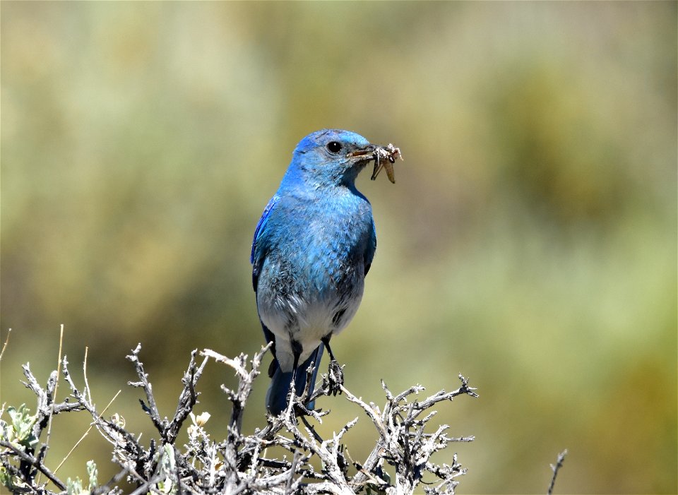 A male mountain bluebird pauses for a moment after catching a grasshopper.  All is clear, so he quickly feeds one of the young bluebirds through the nest cavity hole and sets off to find another one. 