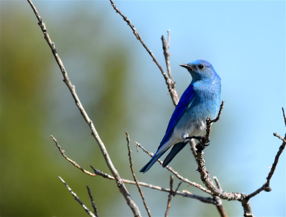 Photo: Tom Koerner/USFWS
