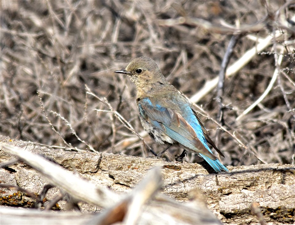 Photo: Tom Koerner/USFWS