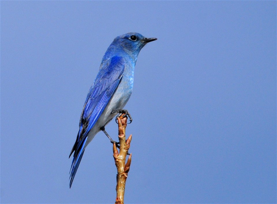 Photo: Tom Koerner/USFWS