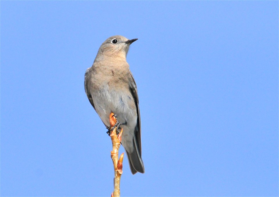 Photo: Tom Koerner/USFWS