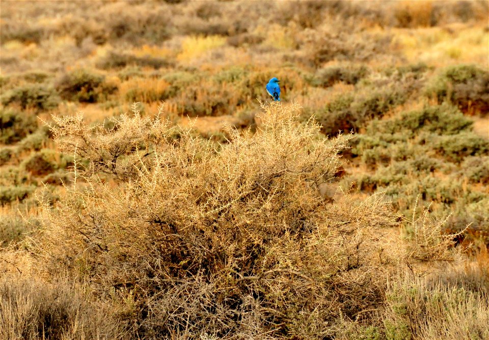 The electric blue of a mountain bluebird stands out against the subdued background of greasewood and Wyoming sagebrush.  Photo: Tom Koerner/USFWS