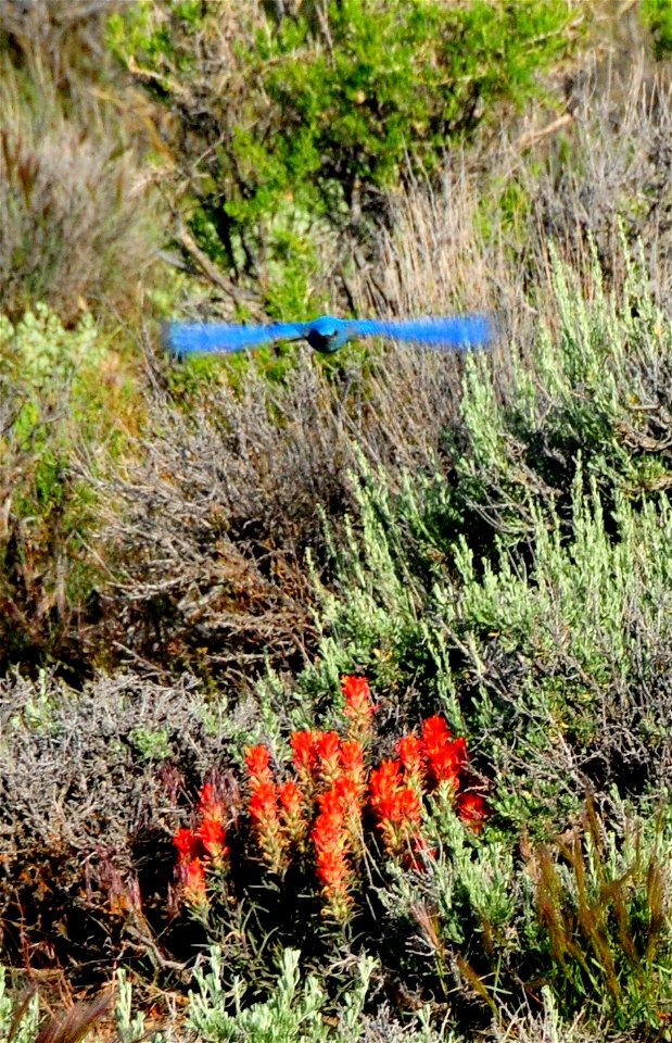 Photo: Tom Koerner/USFWS