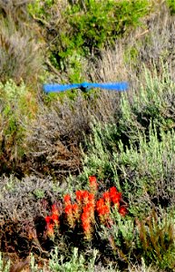 Photo: Tom Koerner/USFWS