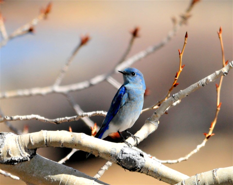 A mountain bluebird in a narrow leaf cottonwood on Seedskadee National Wildlife Refuge in Wyoming.  A shure sign that spring is on its way.  Photo: Tom Koerner/USFWS