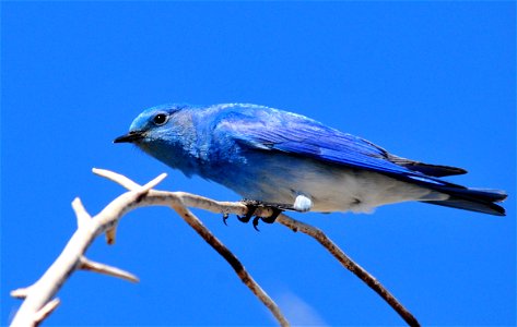 Where does the bird end and the sky begin?   Photo: Tom Koerner/USFWS