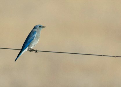 Mountain Bluebird Sialia currucoides, Carrizo Plain, California. Photo Credit:  Sarah Swenty/USFWS