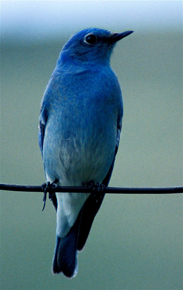 Mountain Bluebird (Sialia currucoides)