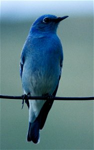 Mountain Bluebird (Sialia currucoides)