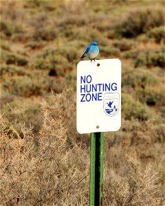 Photo: Tom Koerner/USFWS
