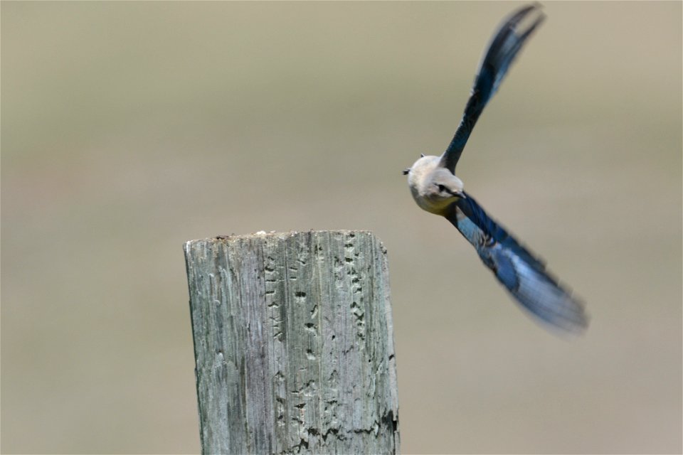 A female mountain bluebird shows off the wings that give the species its name.

Credit: USFWS / Max Aldredge, National Elk Refuge volunteer