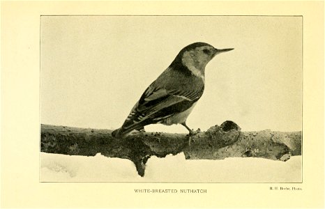 Gray lady and the birds; stories of the bird year for home and school, by Mabel Osgood Wright ... twelve coloured plates and thirty-six full-page illustrations in half-tone. photo