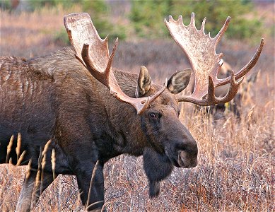 Original description: Title: Bull Moose (photo was taken in Chugach State Park, Alaska.) Alternative Title: Alces alces Publisher: United States Fish & Wildlife Service Contributor: ASSISTANT photo