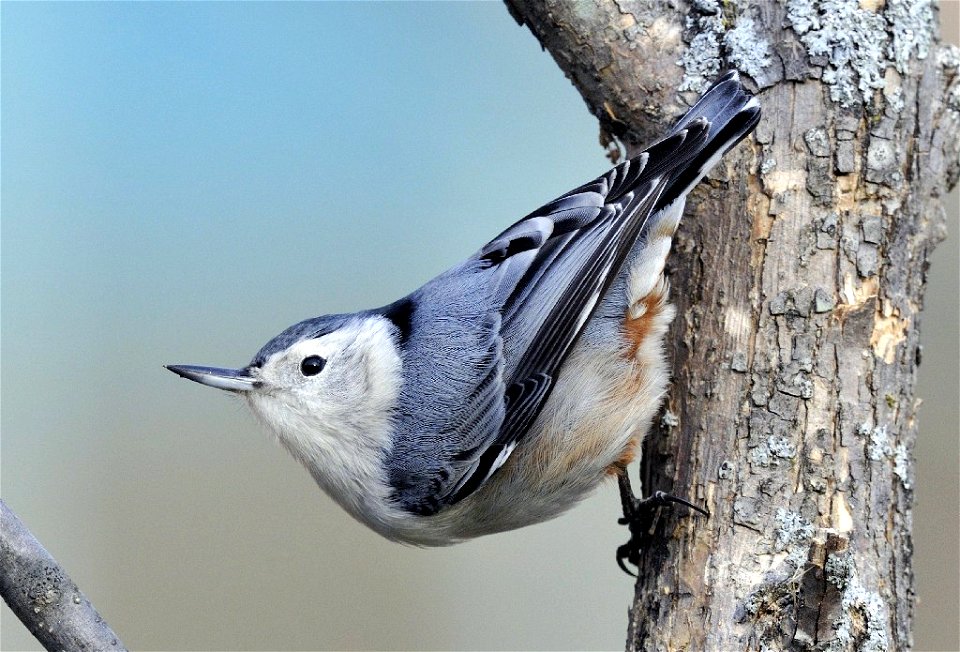 Photo of the Week - 2/13/12

White-breasted nuthatch photographed in Hadley, Massachusetts.


Credit: Bill Thompson/USFWS