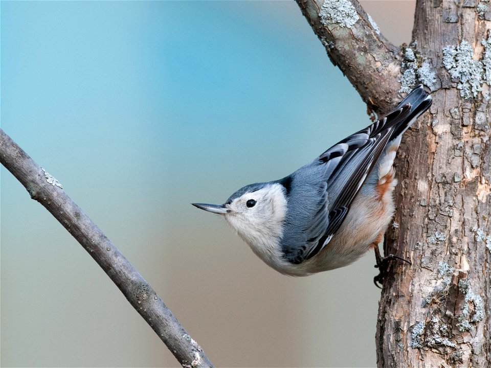 Photographed in Hadley, MA.


Credit: USFWS