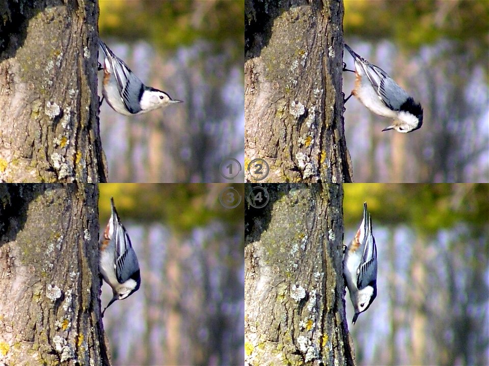 Lunching en:White-breasted Nuthatch (Y. Roiter, Potsdam, NY, April 8, 2005).