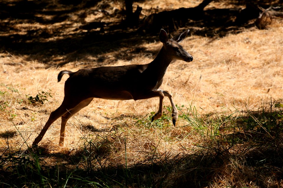 A mule deer provides a living lesson about the natural world for students from Maple Elementary School visiting the Effie Yeaw Nature Center in Carmichael, Calif., Sept. 27, 2011. The students enjoyed