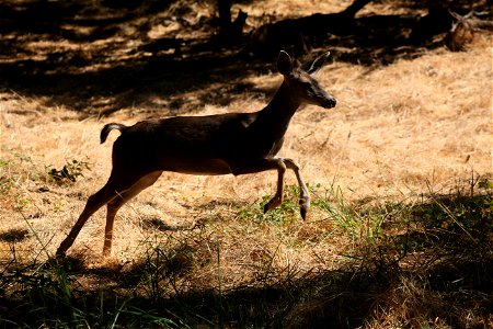 A mule deer provides a living lesson about the natural world for students from Maple Elementary School visiting the Effie Yeaw Nature Center in Carmichael, Calif., Sept. 27, 2011. The students enjoyed