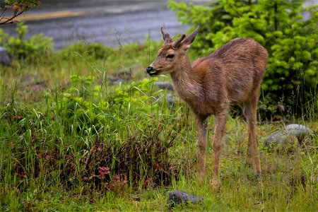 Found outside the National Park Inn at Longmire NPS photo by Emily Brouwer photo