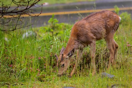 Found outside the National Park Inn at Longmire NPS photo by Emily Brouwer photo