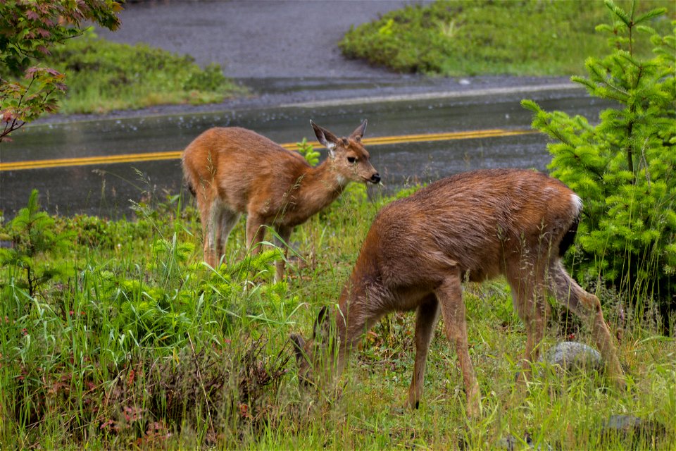 Two black tailed deer were found grazing outside of the National Park Inn in Longmire 

NPS photo by Emily Brouwer