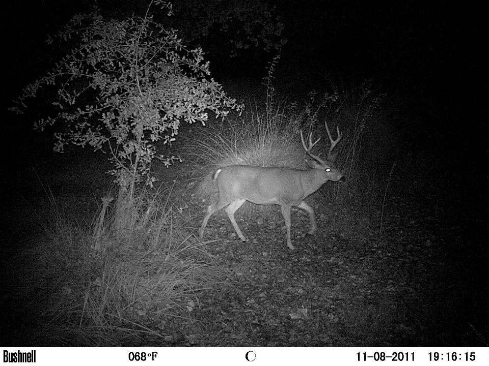 A male black-tailed deer (Odocoileus hemionus columbianus) at night taken on a trail camera photo in Sacramento River National Wildlife Refuge, California