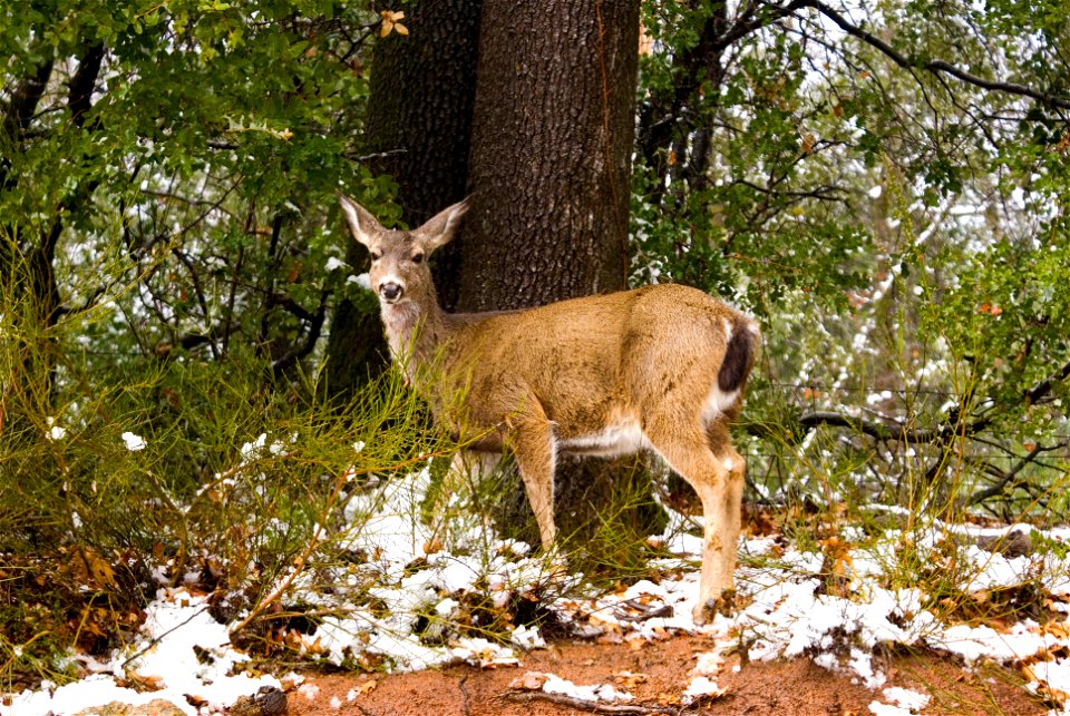 Deer on the Shasta Trinity National Forest.  Photo taken in Feb. 2009 by J.D. Ligier.