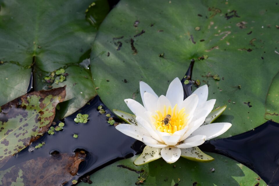 Water water lily flower