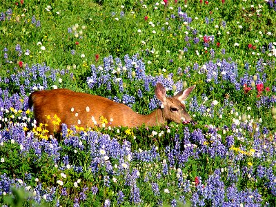 A black-tailed deer wades through one of the lush wildflower meadows at Paradise, near the Alta Vista Trail. As August ends, it is past peak bloom at Paradise, but many wildflowers still remain, and M photo