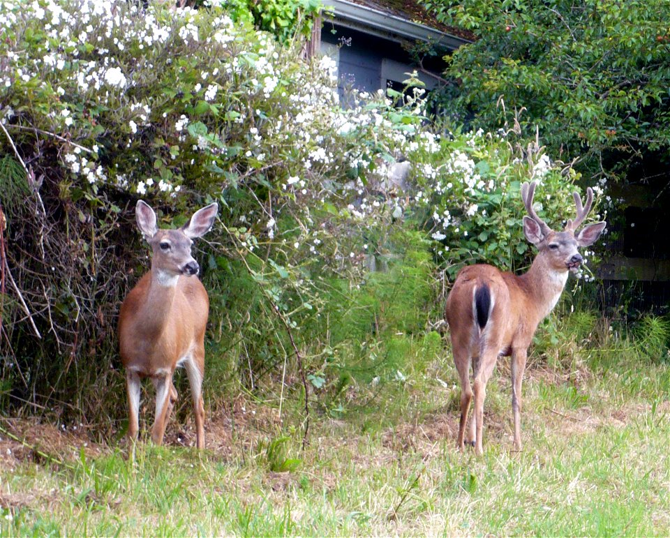 A male and female Columbian black-tailed deer (Odocoileus hemionus columbianus) in a yard in Ferndale, California.