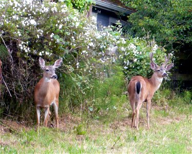 A male and female Columbian black-tailed deer (Odocoileus hemionus columbianus) in a yard in Ferndale, California. photo