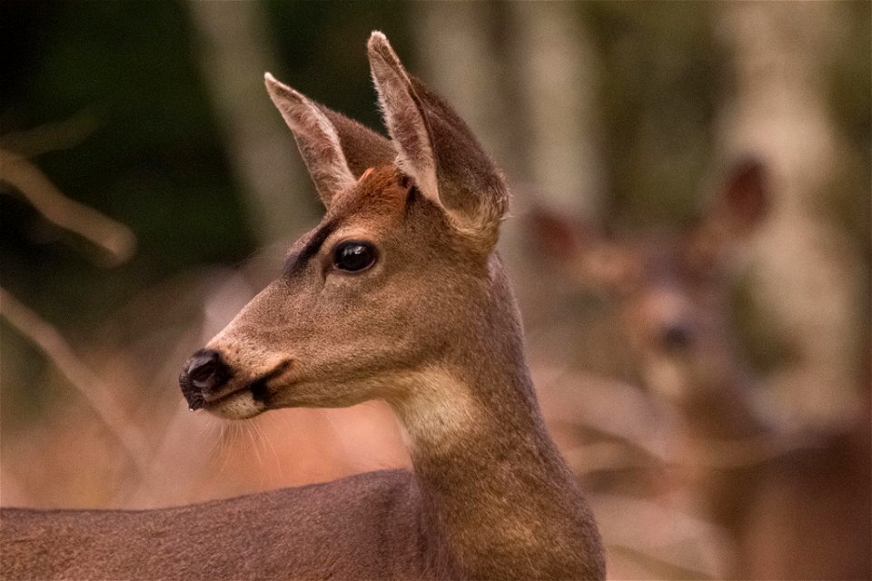 Black-tailed Deer

You are free to use this image with the following photo credit: Peter Pearsall/U.S. Fish and Wildlife Service
