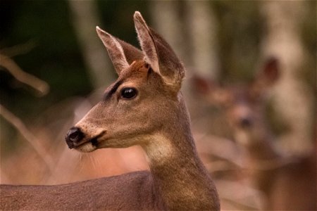 Black-tailed Deer

You are free to use this image with the following photo credit: Peter Pearsall/U.S. Fish and Wildlife Service